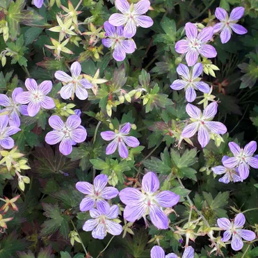 Герань Фэй Анна