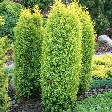 Можжевельник обыкновенный Голд Кон