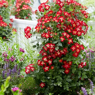 Роза Эверглоу Руби историческая (лиц)