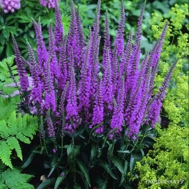 Вероника Эвелине