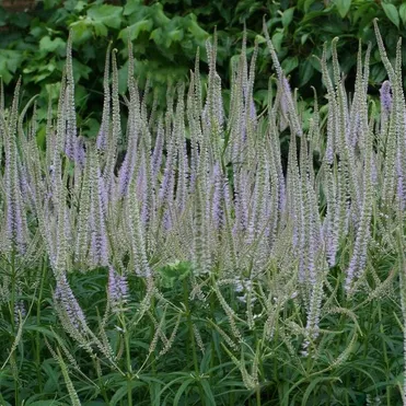 Вероникаструм Лавенделтурм