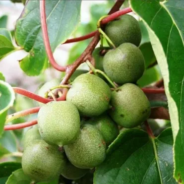 Актинидия Аргута Женева (женский сорт)