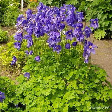 Аквилегия Альпина (Водосбор альпийский)