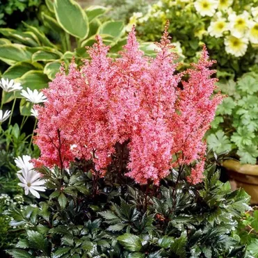 Астильба Арендса Лоллипоп