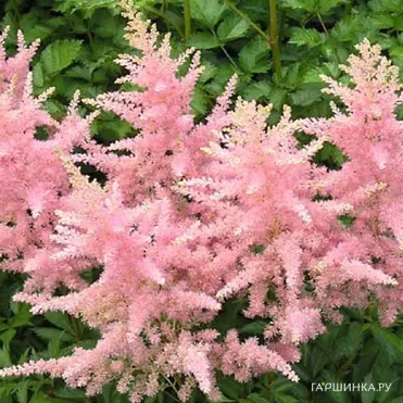 Астильба Арендса Элизабет Блум