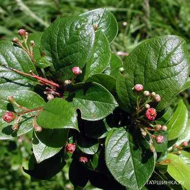 Кизильник блестящий