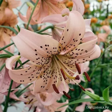 Лилия Пинк Джайнт тигровая