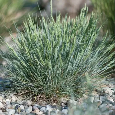 Овсяница Глауканта валийская