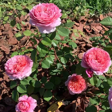 Роза Айсфогель чайно-гибридная