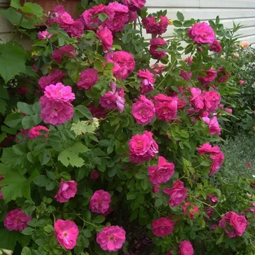 Роза Джон Кэбот канадская парковая (лиц)