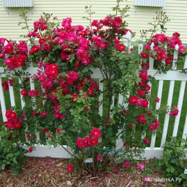 Роза Генри Келси канадская парковая (лиц)