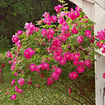 Роза Капитан Самуэль Холланд канадская парковая (лиц)