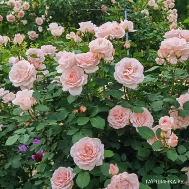 Роза Клер Ренессанс, Пулсен (лиц)