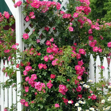 Роза Вильям Баффин канадская парковая (лиц)