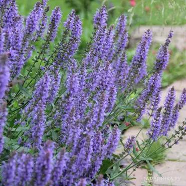 Шалфей (сальвия) дубравный Блаухугель