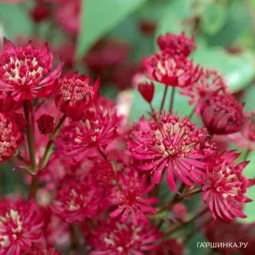 Астранция Кларет крупная