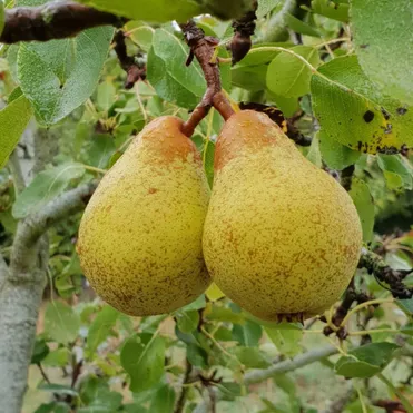 Груша Дюшес