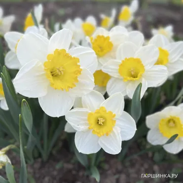 Нарцисс Саунд крупнокорончатый 5шт.