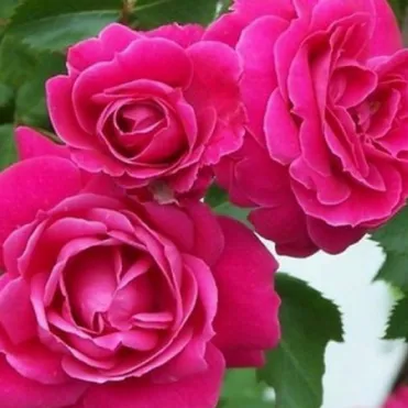 Роза Александр Маккензи