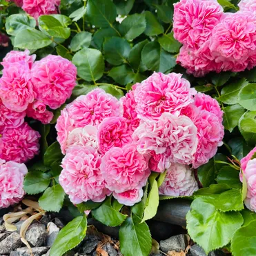 Роза Тереза Багнет канадская парковая (лиц)