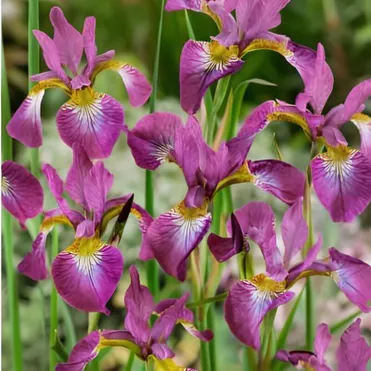 Ирис сибирский Спарклин Роуз