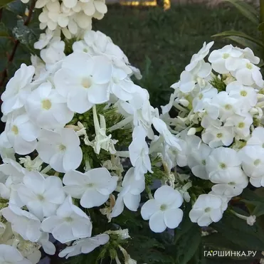 Флокс Вайт Адмирал метельчатый