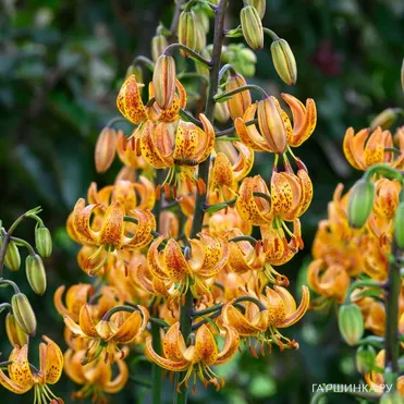 Лилия Санни Монинг кудреватая