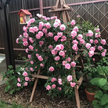 Роза Джон Дэвис канадская парковая (лиц)