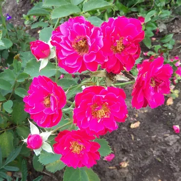 Роза Виннипег Паркс канадская парковая (лиц)