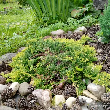 Можжевельник Голден Карпет горизонтальный