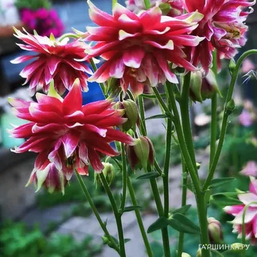 Аквилегия Нора Барлоу