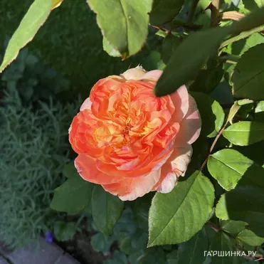 Роза Папи Дельбар, Дельбар (лиц)