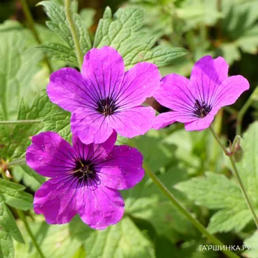 Герань Ред Адмирал