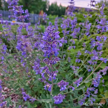 Котовник Фассена Уолкерс Лоу
