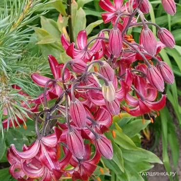 Лилия Клод Шрайд кудреватая 1шт