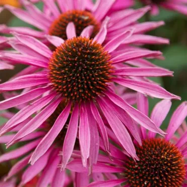 Эхинацея пурпурная