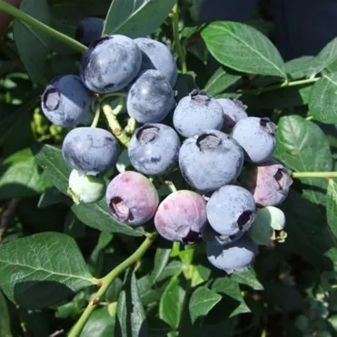 Голубика Аврора