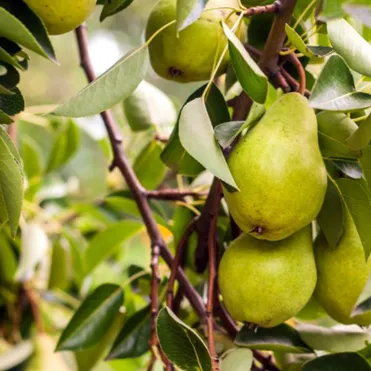 Груша Февральский сувенир