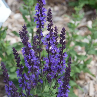 Шалфей (сальвия) дубравный Дварф Блю Квин