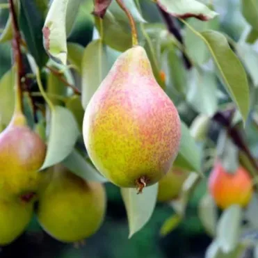 Груша Осенняя сладкая