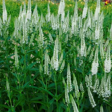 Вероника длиннолистная Фест Леди