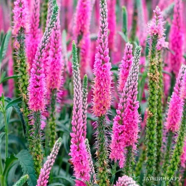 Вероника колосковая Анниверсари Нью Роуз