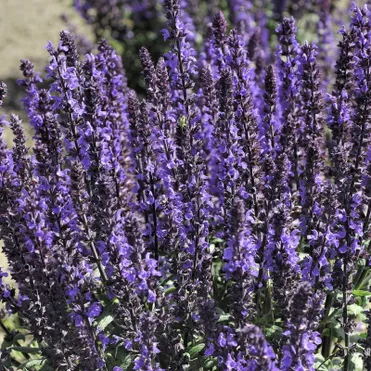 Шалфей (Сальвия дубравная) Адора Блю