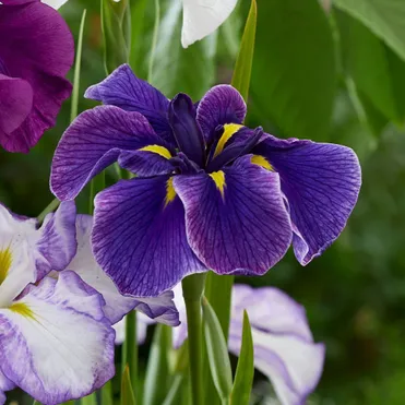 Ирис мечевидный Диннер Плейт Блю Мун