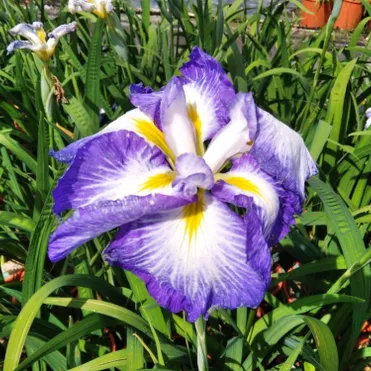 Ирис мечевидный Диннер Плейт Каррот Кейк