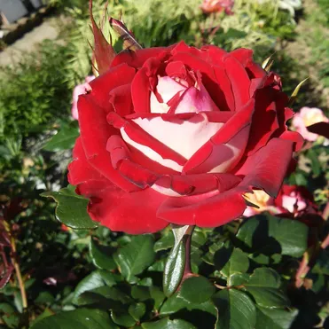 Роза Осирия чайно-гибридная