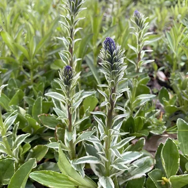 Вероника Вариегата горечавковая