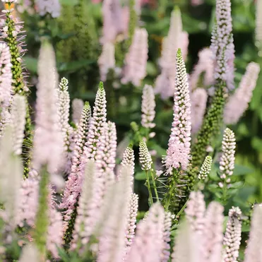 Вероника Фест Чойс колосовидная