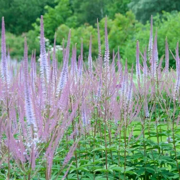 Вероникаструм виргинский