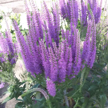 Вероника Пепл Эксплоужен колосковая